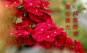 www.cardinalscards